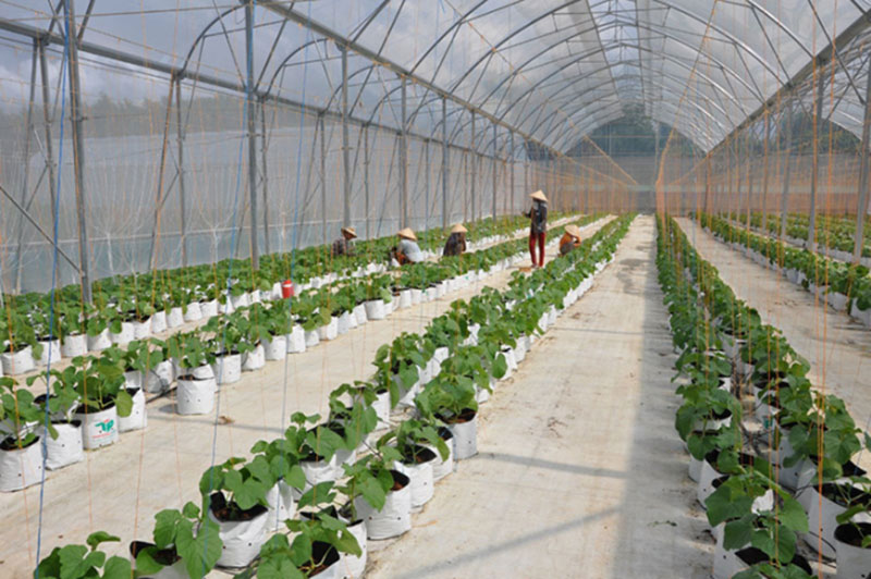 Chỉ hơn 7% doanh nghiệp nông nghiệp công nghệ cao thành công - MỸ LỆ GROUP